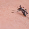 Football field mosquito control, Mosquito Life Cycle