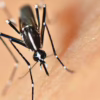 mosquito-control-right-for-you