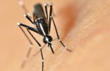 mosquito-control-right-for-you