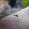 mosquito control