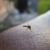 Implementing mosquito control measures creates a mosquito-free zone, enabling you to enjoy your time outdoors without constant buzzing and bites.