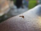 mosquito control