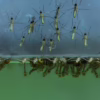"swimming pool mosquito control ", Mosquito Protection