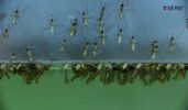"swimming pool mosquito control ", Mosquito Protection