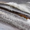 salmon-1107404_640