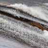 salmon-1107404_640