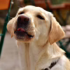 How to Protect Your Dog or Cat from Mosquito Bites