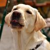 How to Protect Your Dog or Cat from Mosquito Bites