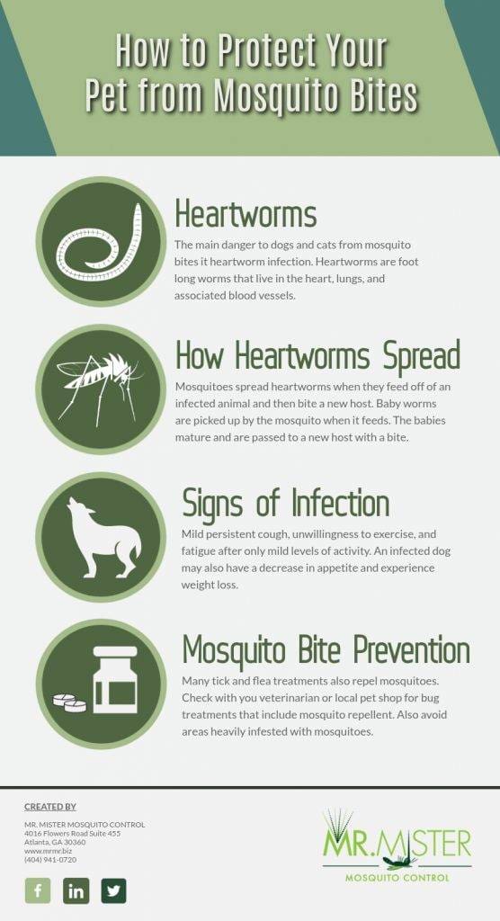 How to Protect Your Dog or Cat from Mosquito Bites Mr. Mister