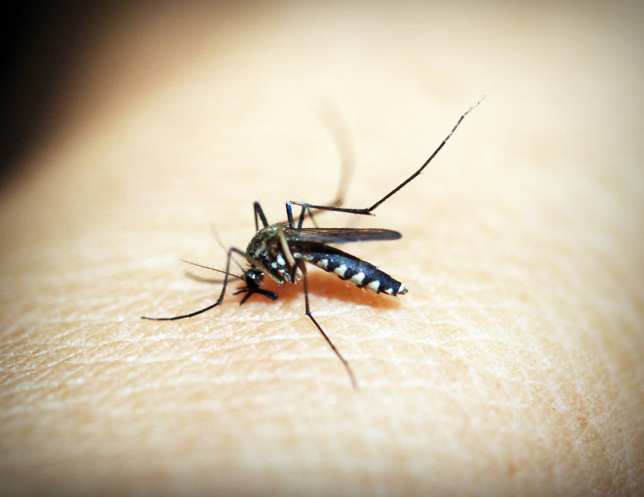 the most common types of mosquitoes in georgia mosquitoes in atlanta types of mosquitoes