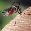 Mosquito Bite Symptoms and Treatment