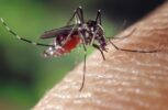 Mosquito Bite Symptoms and Treatment