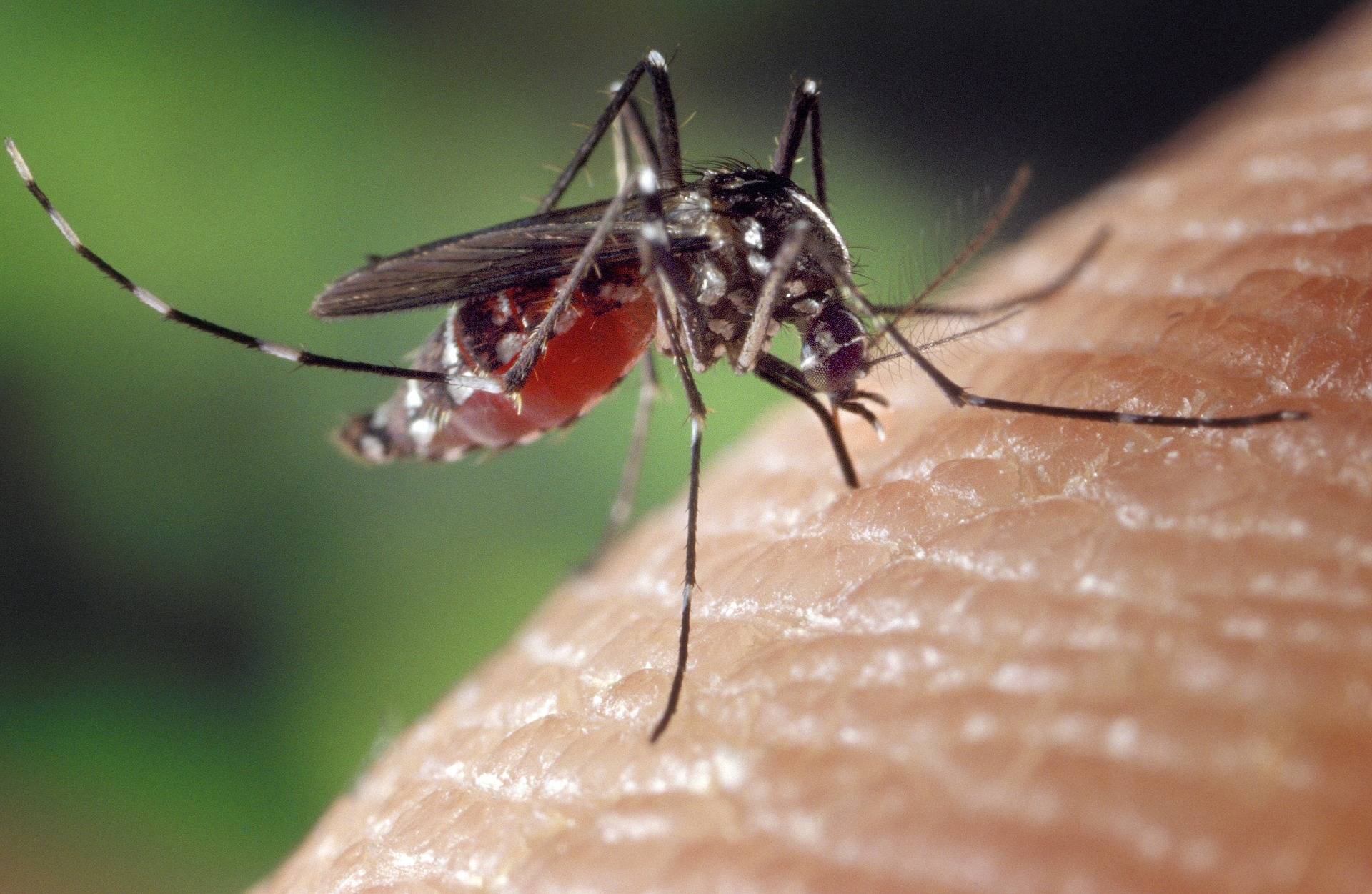 Mosquito Bite Symptoms and Treatment Mr. Mister Mosquito Control