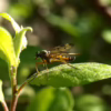 mosquito on a leaf