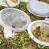 Mosquito Breeding Grounds
