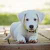 How to Protect Pets from Mosquitoes