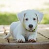 How to Protect Pets from Mosquitoes