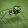 10 Ways to Control Mosquitoes in Your Yard