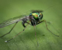 10 Ways to Control Mosquitoes in Your Yard