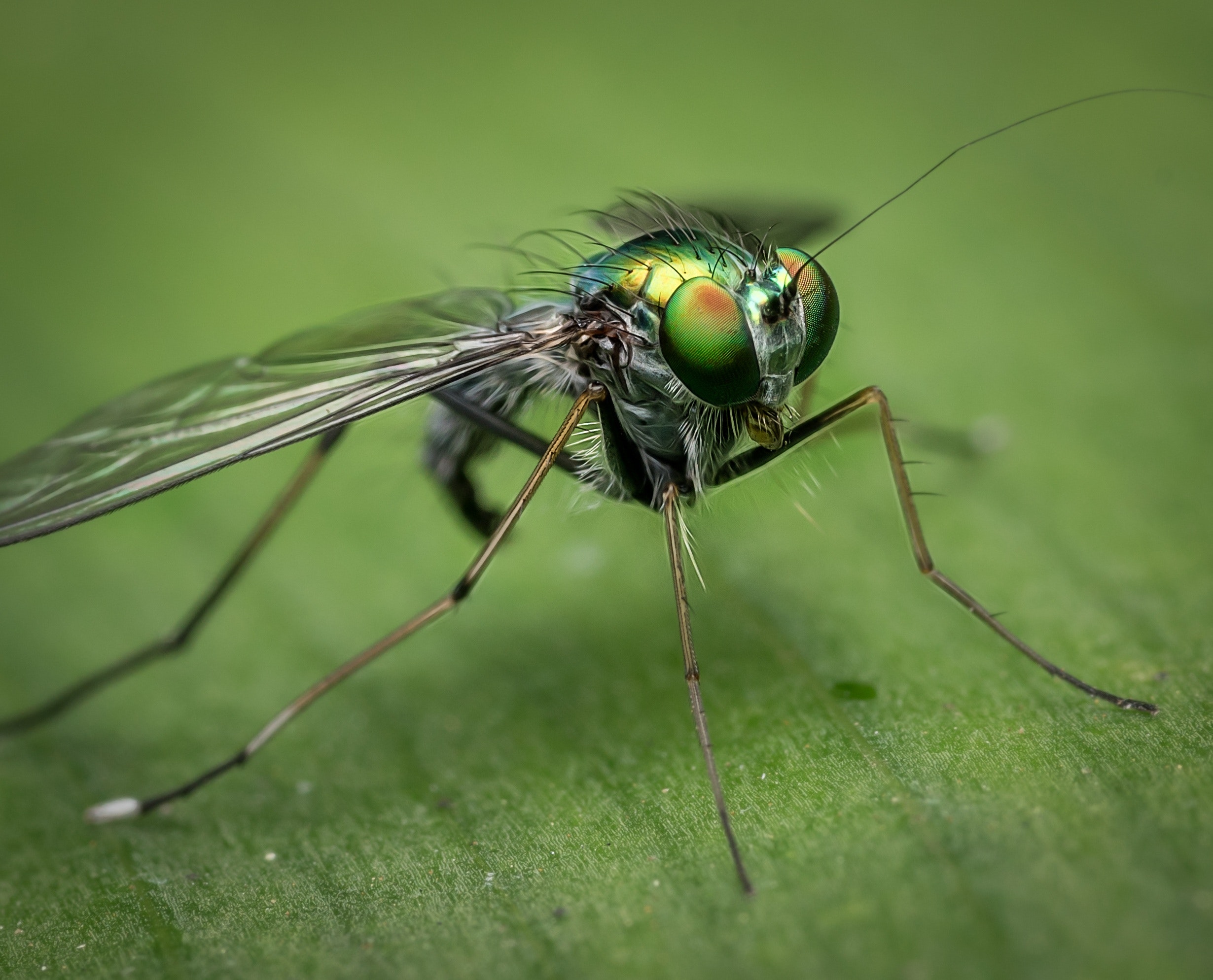 10 Ways to Control Mosquitoes in Your Yard Mr. Mister Mosquito Control