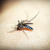 midsummer mosquitoes
