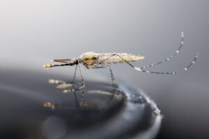 "A newborn mosquito in water"