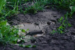 "A newborn mosquito in water"