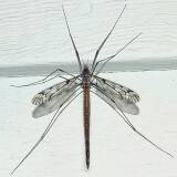 crane fly