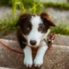 How to Protect Your Dog from Heartworm