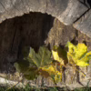 closeup of an open tree stump