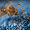 Who Do Mosquitoes Bite Most
