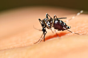 Aedes mosquito