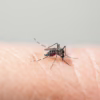 Culex mosquito