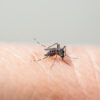Culex mosquito