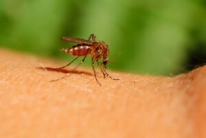 Mosquito drinking human blood