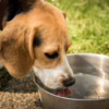 How To Protect Pets From Mosquitoes