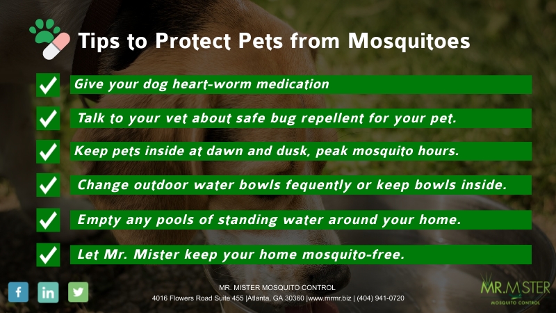 How To Protect Pets From Mosquitoes [infographic]