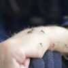 Little-Known Mosquito Facts