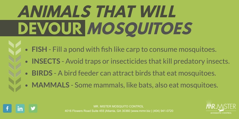 Ways Of Protecting Your Home from Mosquitoes [infographic]