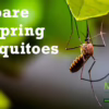 closeup of a mosquito on a leaf