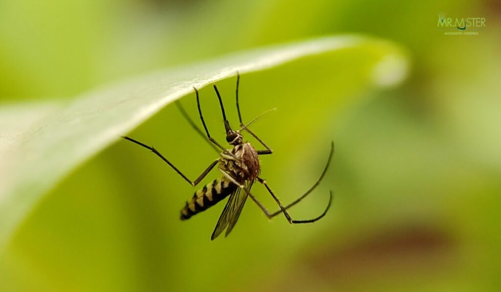 Mosquito-Free Yard and Home