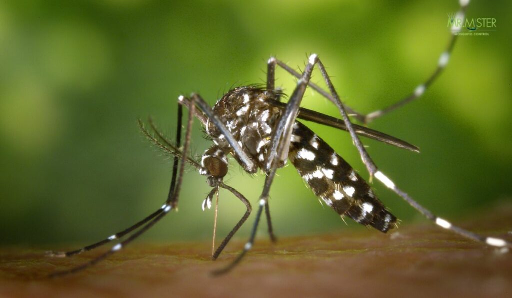 Mosquito-Free Yard and Home