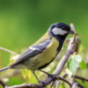closeup of a yellow and black bird