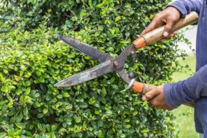 Trimming hedges 