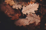 closeup of fall leaves