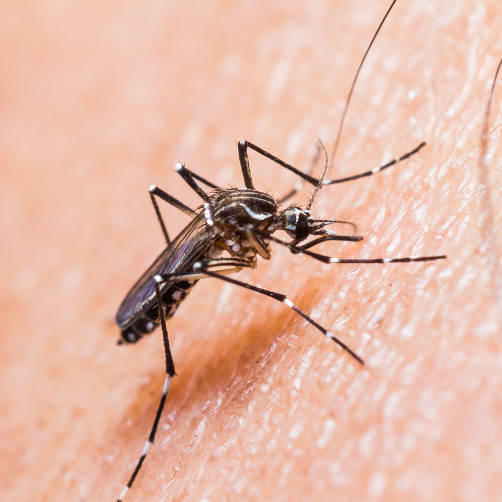 Do Mosquitoes Bite or Sting? - Mr. Mister Mosquito Control
