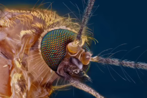 Closeup of a mosquitos face with focus on their senses.