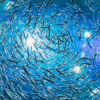 Benefits Of Fish For Mosquito Control