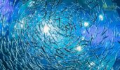 Benefits Of Fish For Mosquito Control
