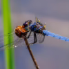 dragonfly on a plant